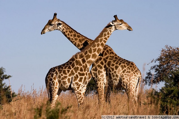 Giraffes
Giraffes at Kidepo Valley National Park in North Eastern Uganda
