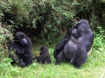 family_of_gorillas-150