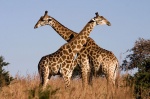 Giraffes
uganda