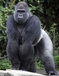 A Silverback Gorilla in Uganda
Silverback, Gorilla, Uganda, silver, back