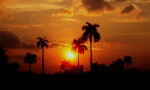 Ocaso cubano
ocaso puesta-de-sol Cuba roystoneas palmeras