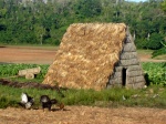 Campo cubano
Cuba choza campo rural