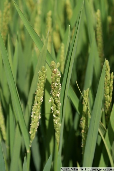 Planta arroz
Planta de arroz en arrozal de la Albufera-Valencia
