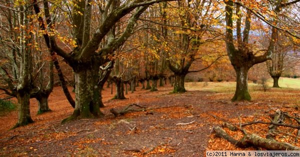 Arboles otoñales-Parque Natural de Urkiola-Bizkaia
Otoño en Urkiola
