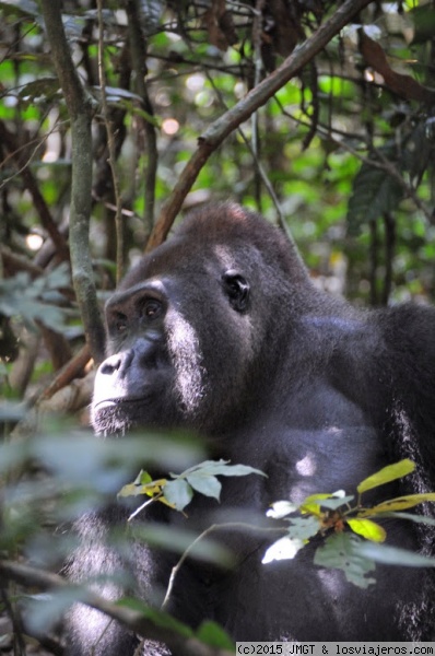 Gorila
Gorila macho de  llanura. Dzanga Sangha, Republica Centroafricana

