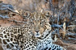 Leopardo
Leopardo namibia Etosha