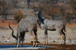 Kudus en Etosha