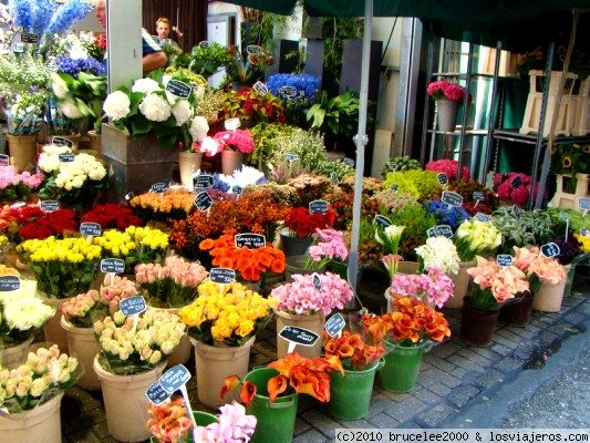 AMSTERDAM BLOEMENMARK
Holanda es un país que cuida mucho a las flores. En amsterdam hay el mercado de las flores donde se puede encontrar flores de cualquier tipo de color.
