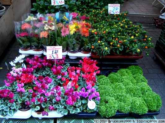 BLOEMENMARK EL MERCADO DE LAS FLORES EN AMSTERDAM
Holanda es un país que cuida mucho a las flores. En amsterdam hay el mercado de las flores donde se puede encontrar flores de cualquier tipo de color.
