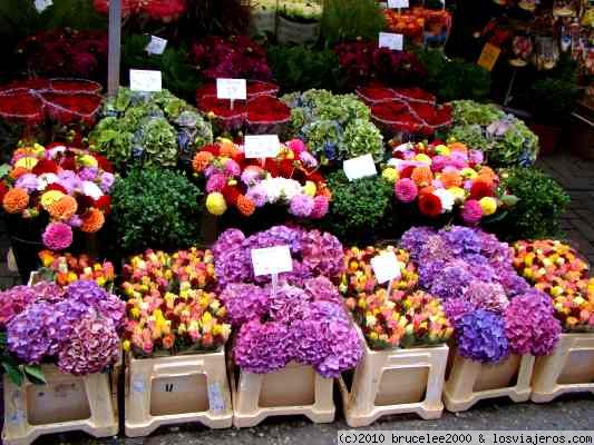 MERCADO DE LAS FLORES EN AMSTERDAM
Holanda es un país que cuida mucho a las flores. En amsterdam hay el mercado de las flores donde se puede encontrar flores de cualquier tipo de color.
