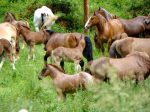 CABALLOS PASTANDO POR EL PIRINEO