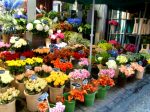 AMSTERDAM BLOEMENMARK
Amsterdam mercado flores color