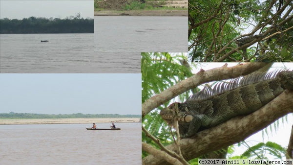 Delfines e iguana en el río Amazonas
Delfines e iguana en el río Amazonas

