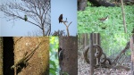 Aves, lagarto, rata de árbol en la Selva