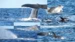 Ballenas en Ponta Delgada
Azores, San Miguel, Ballenas en Ponta Delgada