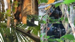 Mono Capuchino y monos nocturnos