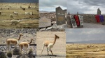 Reserva de Vicuñas y Mirador de los Volcanes
Reserva de Vicuñas, Mirador de los Volcanes, Colca