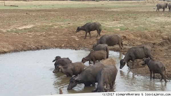 Safari en P.N. UDA WALABEE
Cuenta la leyenda que ya en el siglo III a.C. el rey Devanampiya Tissa estableció en Sri Lanka la primera reserva natural. Hoy en día el país cuenta con 22 P.N. más reservas y santuarios naturales que abarcan el 15% de su superficie, equivalente a la Región de Murcia. 
El P.N. Uda Walawe, situado al sur de la isla, cuenta con unos 300 km² de extensión, posee unos 400 elefantes asiáticos, así como leopardos, cocodrilos, chacales dorados, búfalos, primates e infinidad de aves.
