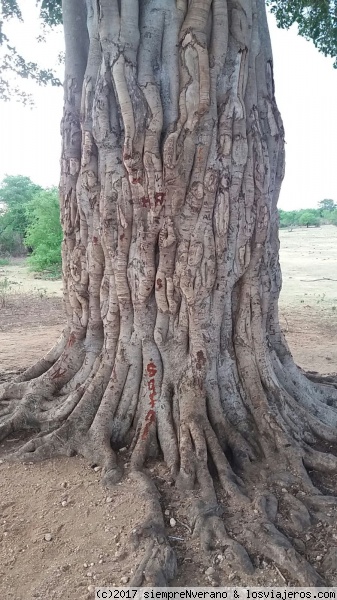 P.N. UDA WALABEE
Cuenta la leyenda que ya en el siglo III a.C. el rey Devanampiya Tissa estableció en Sri Lanka la primera reserva natural. Hoy en día el país cuenta con 22 P.N. más reservas y santuarios naturales que abarcan el 15% de su superficie, equivalente a la Región de Murcia. 
El P.N. Uda Walawe, situado al sur de la isla, cuenta con unos 300 km² de extensión, posee unos 400 elefantes asiáticos, así como leopardos, cocodrilos, chacales dorados, búfalos, primates e infinidad de aves.
