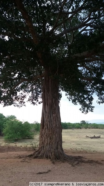 UDAWALABEE Ntl. Park
Cuenta la leyenda que ya en el siglo III a.C. el rey Devanampiya Tissa estableció en Sri Lanka la primera reserva natural. Hoy en día el país cuenta con 22 P.N. más reservas y santuarios naturales que abarcan el 15% de su superficie, equivalente a la Región de Murcia. 
El P.N. Uda Walawe, situado al sur de la isla, cuenta con unos 300 km² de extensión, posee unos 400 elefantes asiáticos, así como leopardos, cocodrilos, chacales dorados, búfalos, primates e infinidad de aves.
