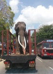 transporte cotidiano en GALLE