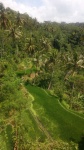 Arrozales en UBUD, BALI