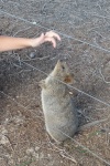 QUOKKA, el animal más feliz del planeta, Isla Rottnest
QUOKKA MARSUPIAL FELIZ ROTTNEST FREMANTLE PERTH