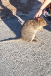 QUOKKA, the world's happiest animal, ROTTNEST Island