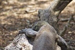 Dragón de Komodo, Indonesia