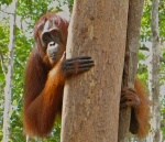 Orangutanes en Tanjun Puting