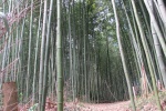 Arashiyama