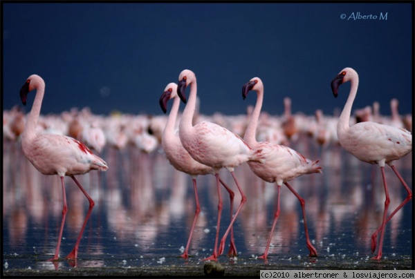 NAKURU
Lago Nakuru (septiembre 2008)
