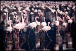 NAKURU
NAKURU, Lago, Nakuru, septiembre