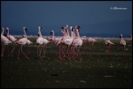 NAKURU
NAKURU, Lago, Nakuru, septiembre