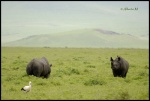 NGORONGORO
NGORONGORO, Cráter, Ngorongoro, Febrero