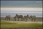 NGORONGORO
NGORONGORO, Cráter, Ngorongoro, Febrero