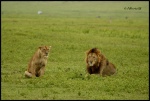 NGORONGORO
NGORONGORO, Cráter, Ngorongoro, Febrero