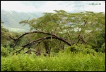NGORONGORO
NGORONGORO, Cráter, Ngorongoro, Febrero