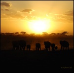 AMBOSELI
AMBOSELI, Parque, Nacional, Amboseli, Septiembre