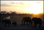 AMBOSELI
AMBOSELI, Parque, Nacional, Amboseli, Septiembre