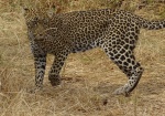 Leopardo