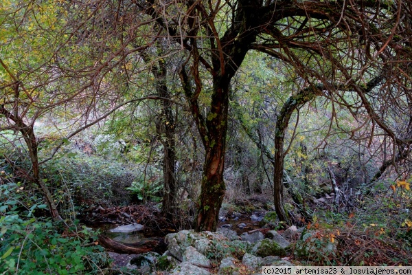 BOSQUE ENCANTADO. RUTA CHORRERA DEL HORNILLO.
Saqué esta foto la semana pasada, en una ruta a pie por la Chorrera del Hornillo, en Santa María de la Alameda, cerca de El Escorial, en Madrid. El lugar estaba precioso, vestido con sus mejores galas otoñales.
