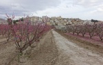 FLORACIÓN EN CIEZA (MURCIA).