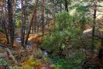 OTOÑO EN LA RUTA CHORRERA DEL HORNILLO. SIERRA DE MADRID.
CHORRERA HORNILLO BOSQUE SENDERISMO OTOÑO