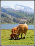 Rúmia que te Rúmia
Rúmia, Vaquitas, Lagos, Covadonda, Asturias, pastando