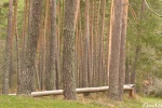 Bosque alrededor del río Lozoya (Comunidad de Madrid)