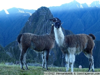 Imágenes de guanacos en Machu Picchu
Llamas, alpacas, vicuñas, y guanacos
