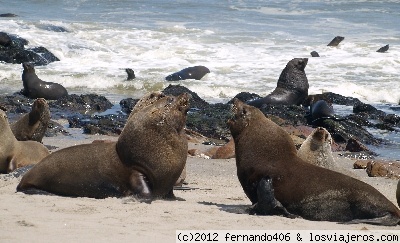 Leones marinos machos
Cape Cross
