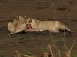 Tarangire National Park