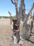 Niño Namibia
Himba